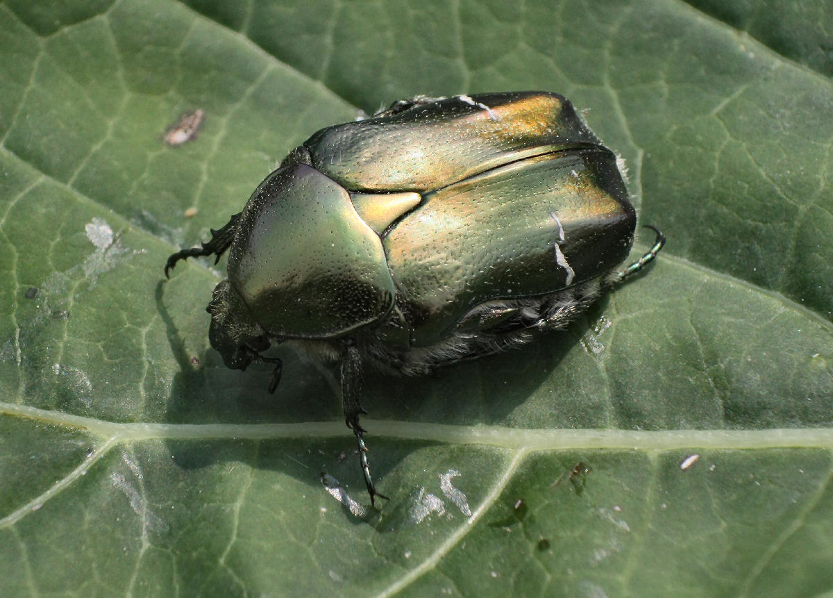 Cetonia aurata